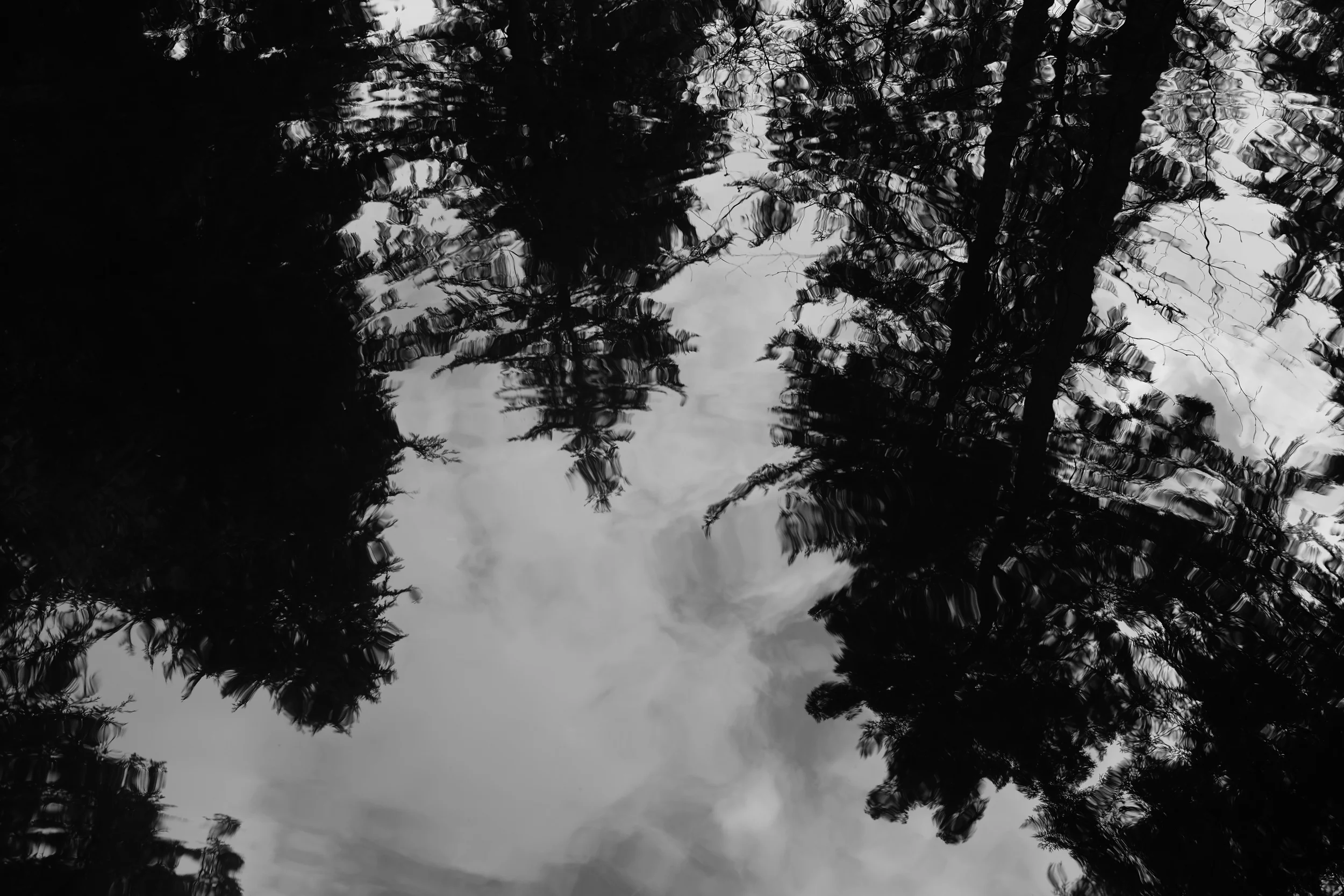 Water Trees.JPG