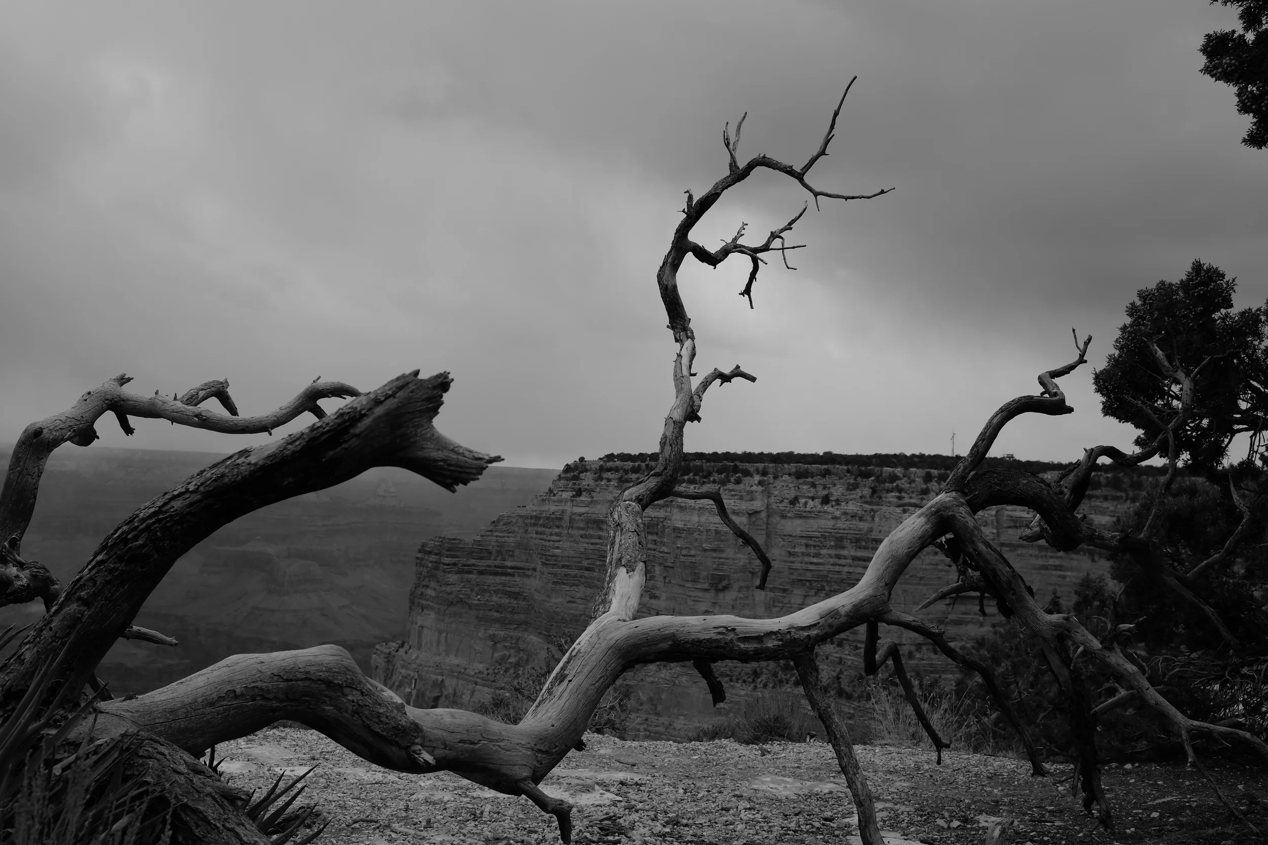 Tree Branch.JPG