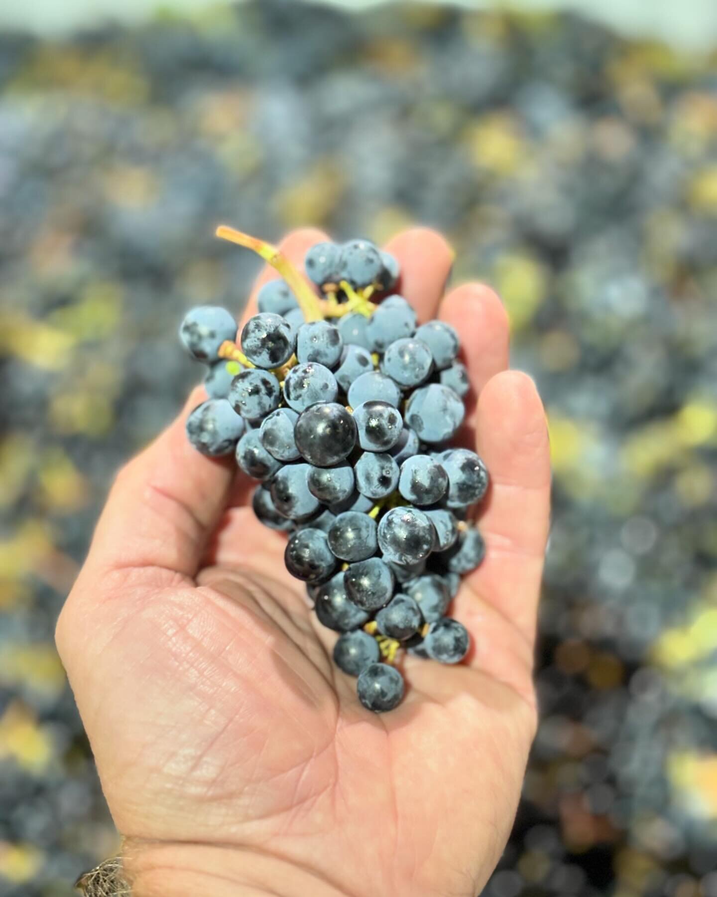 Delicious little Cabernet Sauvignon clusters for @grattai_grove_mudgee. Great grapes make great wine. #mudgeewine #mudgeeregion #cabernetsauvignon