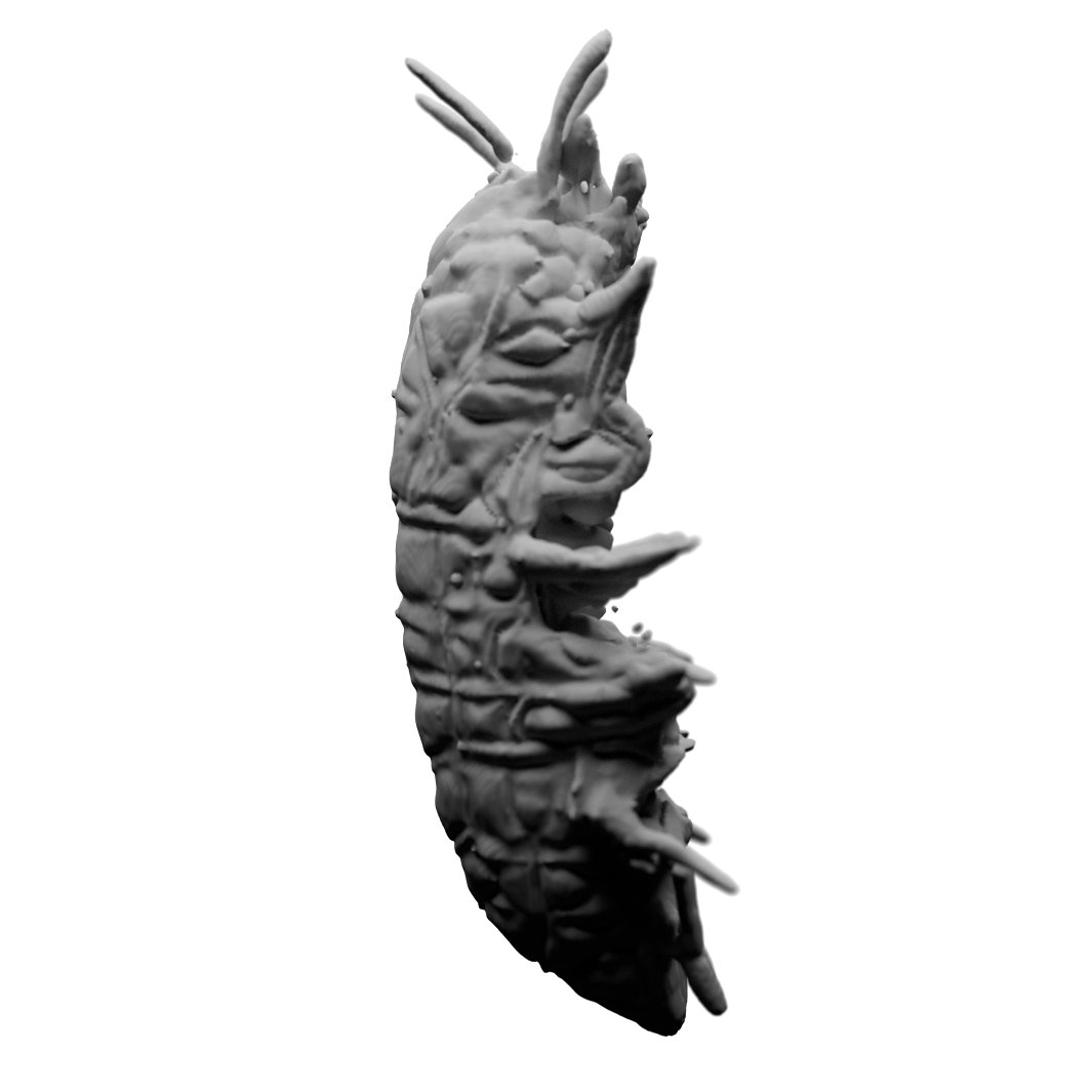 roach2.png