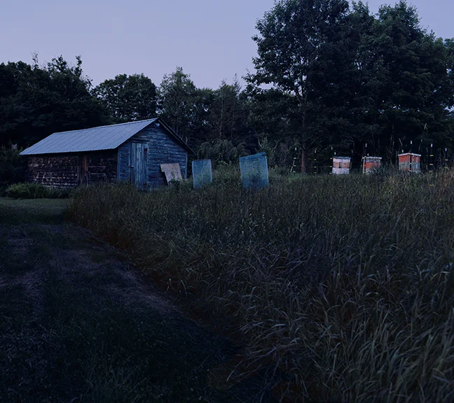 TheBeeHives-lowres.jpg