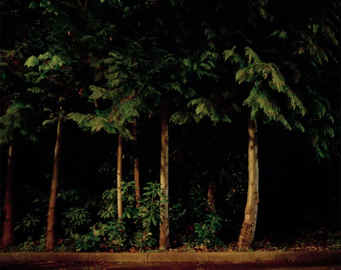 TheForest.jpg
