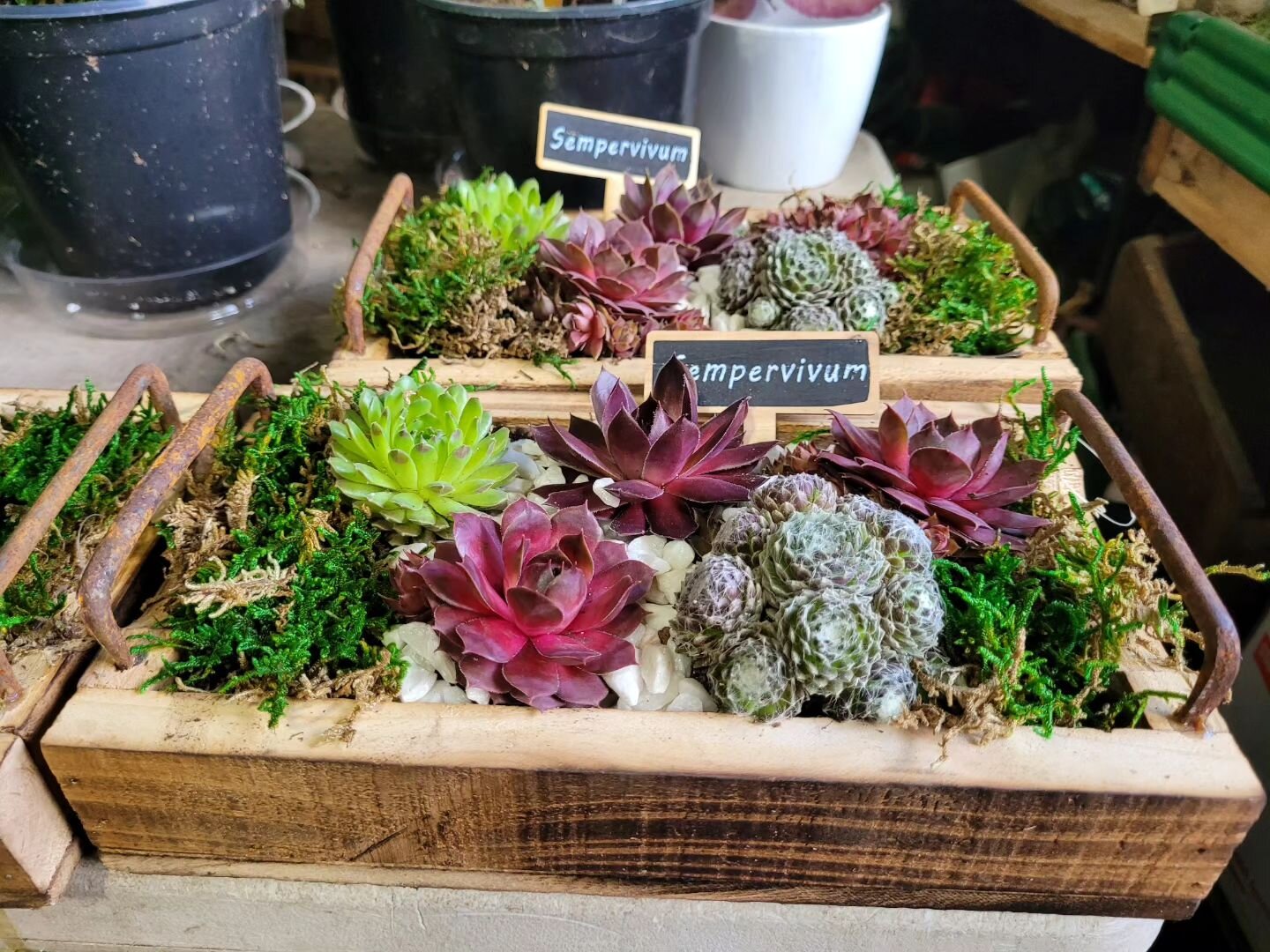 $25 Succulent Trays! 🤗🌵Just in time for Mother's Day succulent lovers! 

Private message if you want one reserved for you to pick up next week! 

Place you cut flower orders below 👇⬇️

https://www.cognitoforms.com/MidValleyGardens/MidValleyGardens