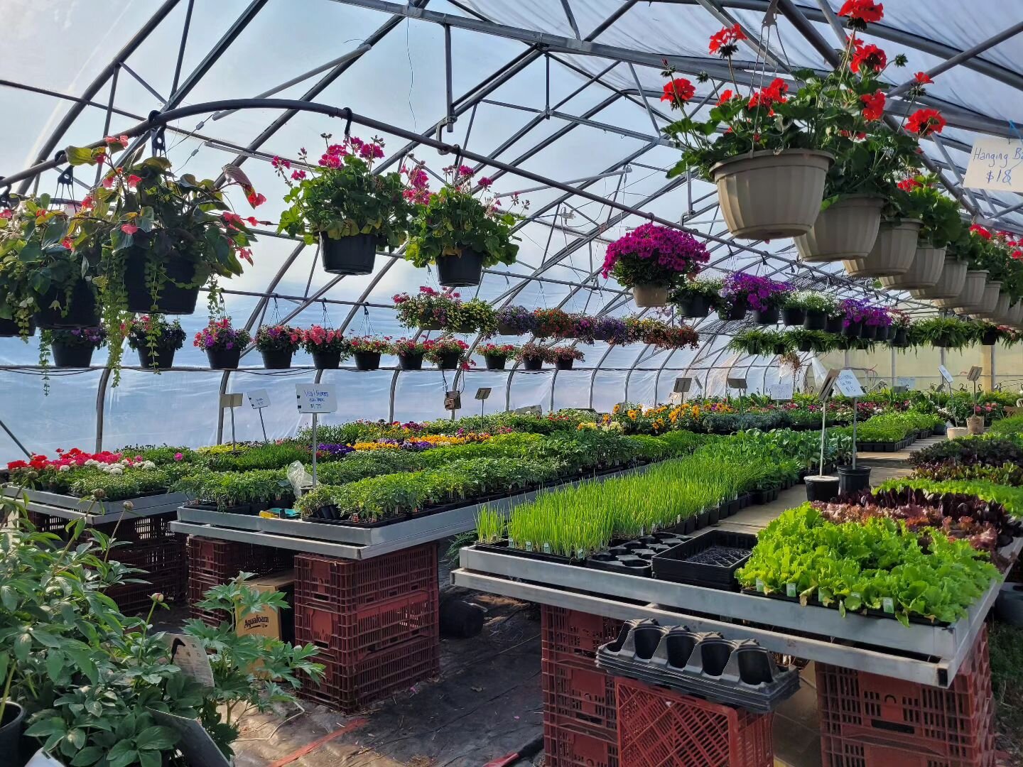 The moment you've all been waiting for.... The Greenhouse  is officially OPEN! 🌱🥳🥰

Check out our stories to see what's going in in the flower shop with &quot;What's In The Cooler&quot;