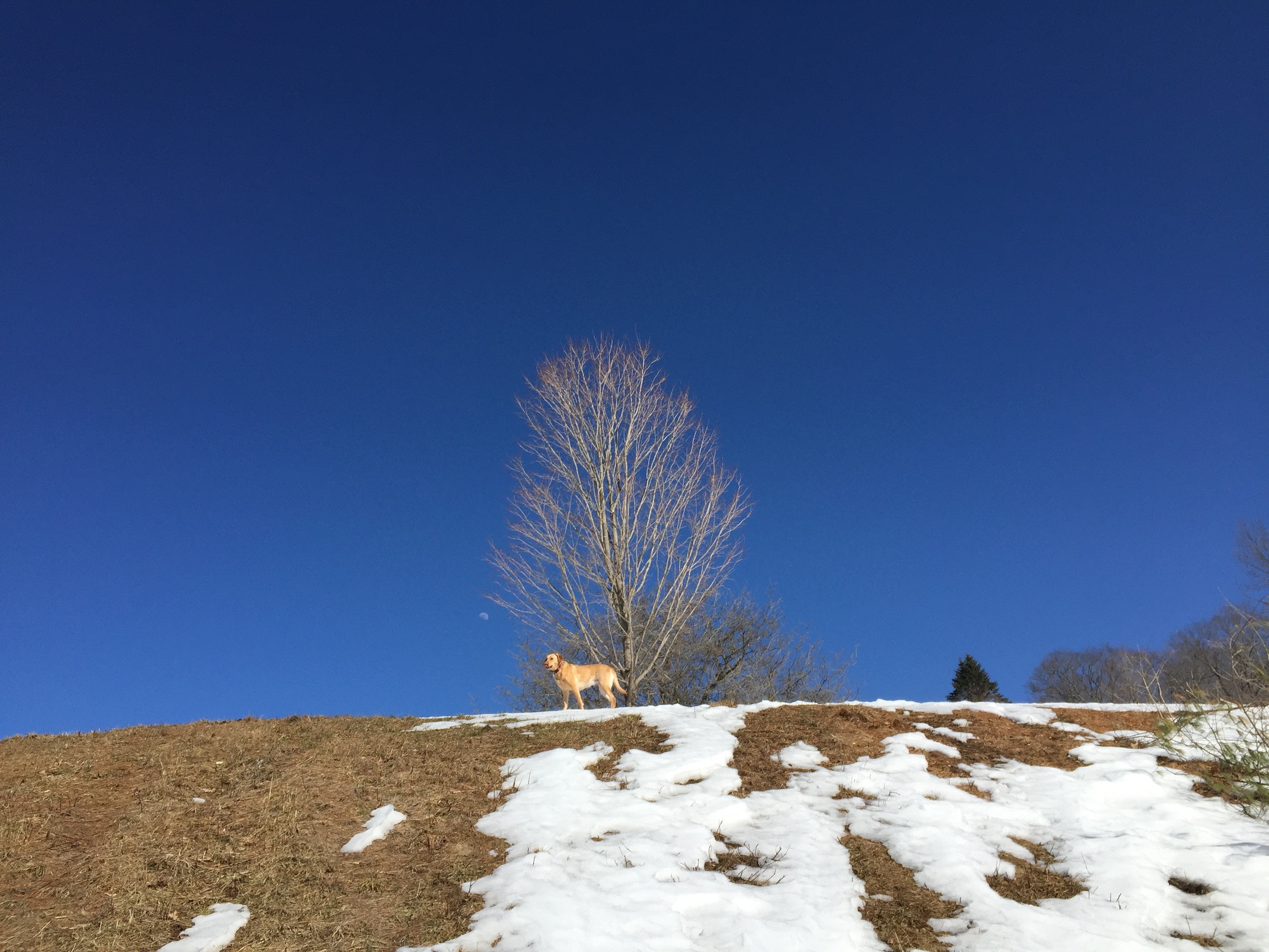 A dog, a tree, a moon