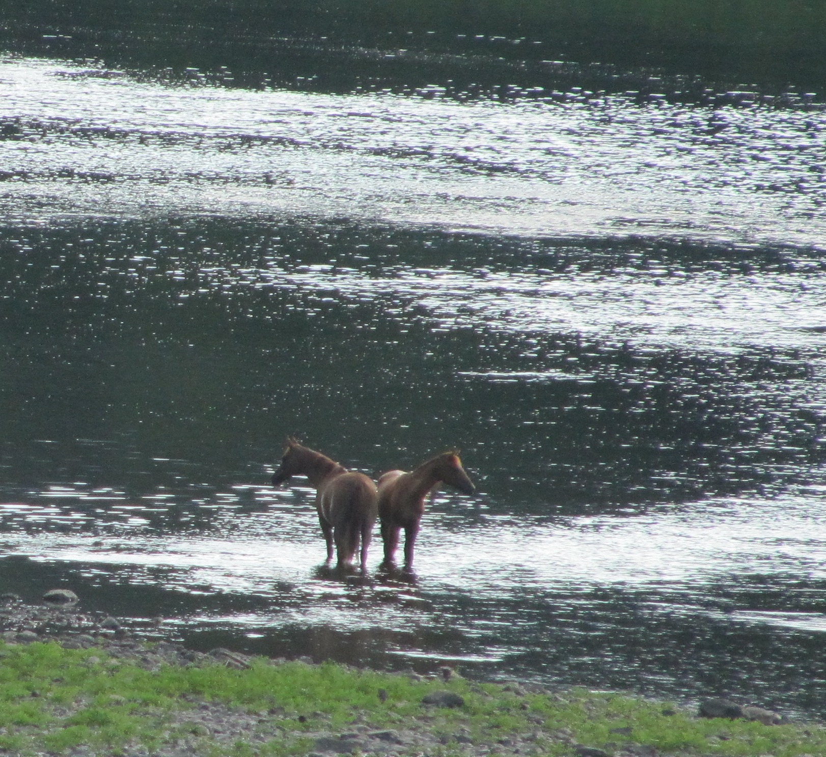 River Horses