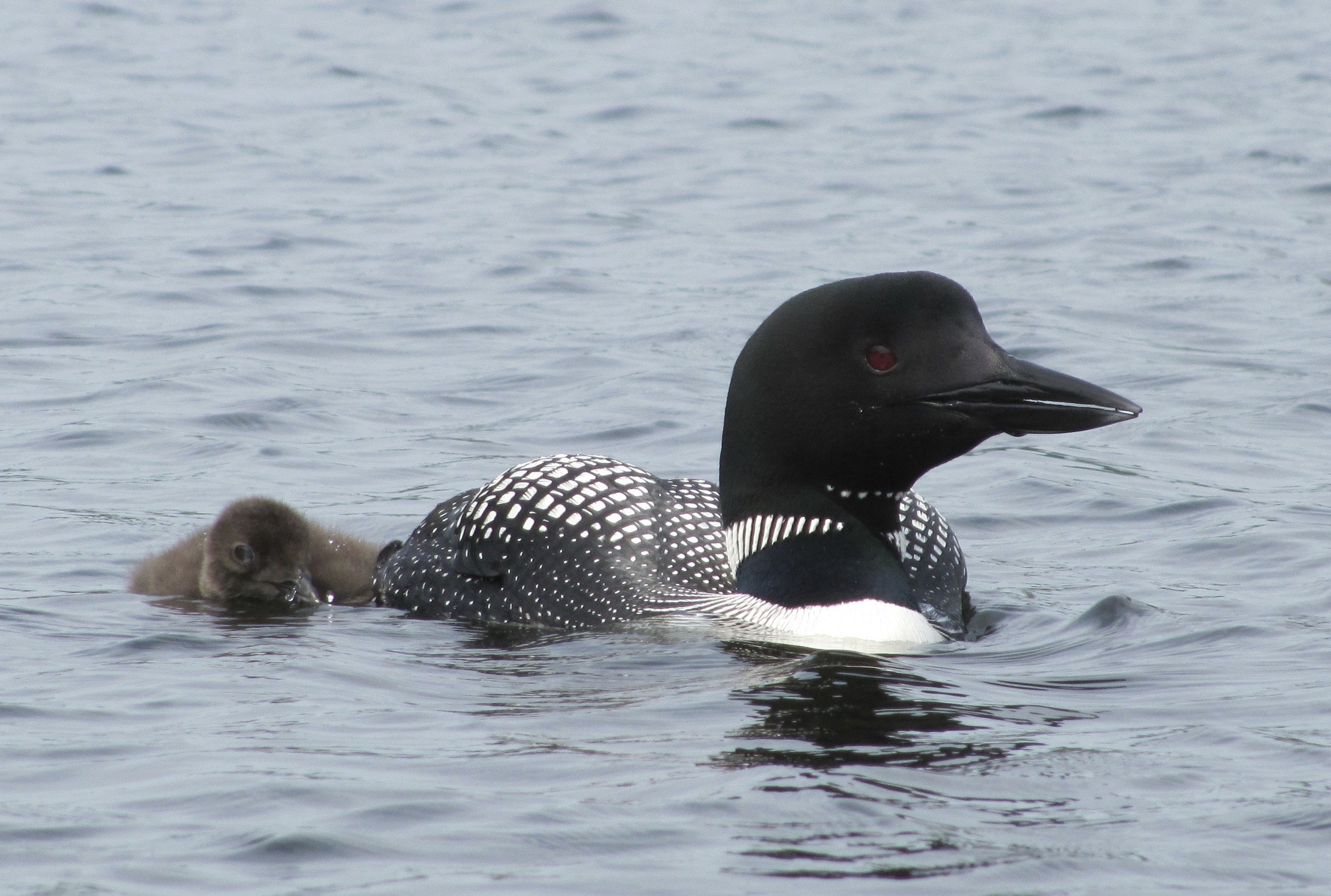 Loons
