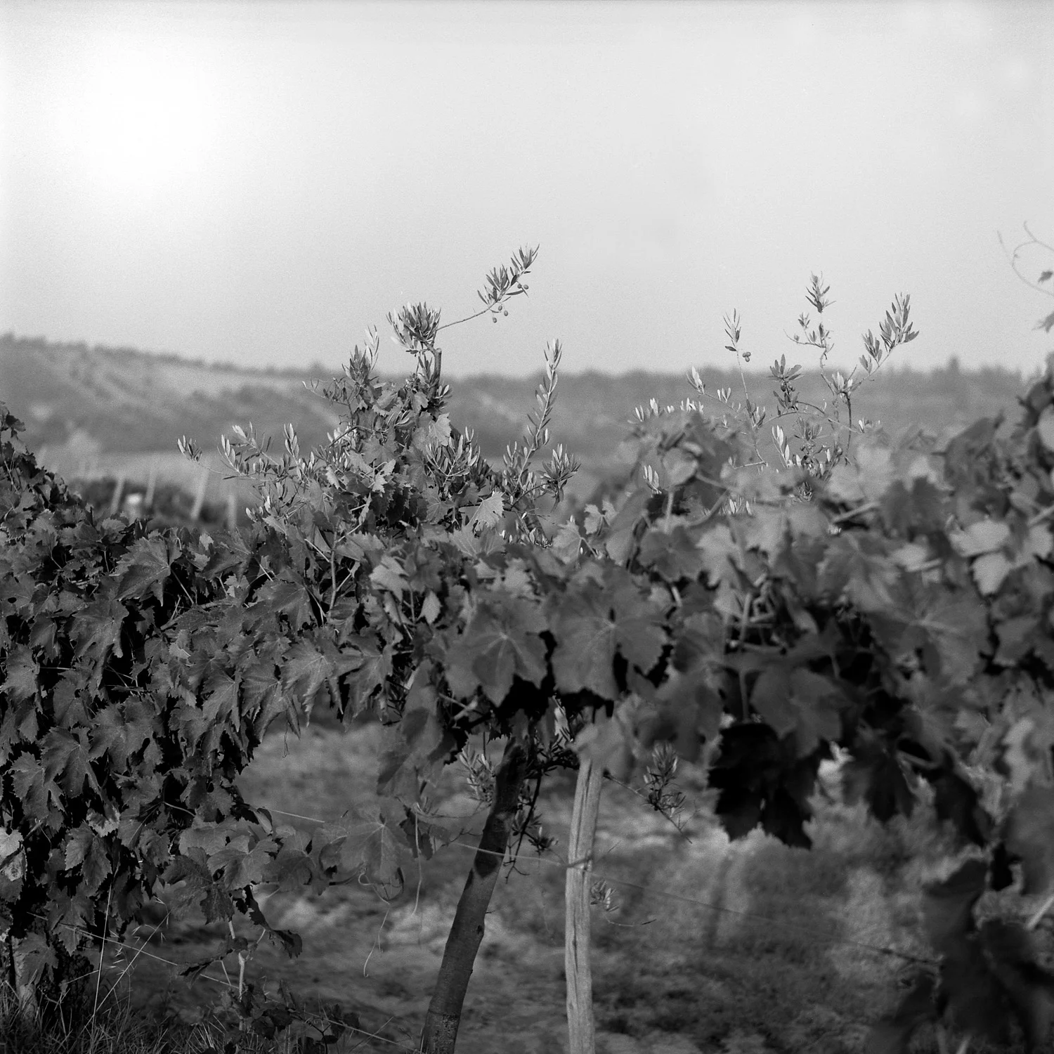 Toscana