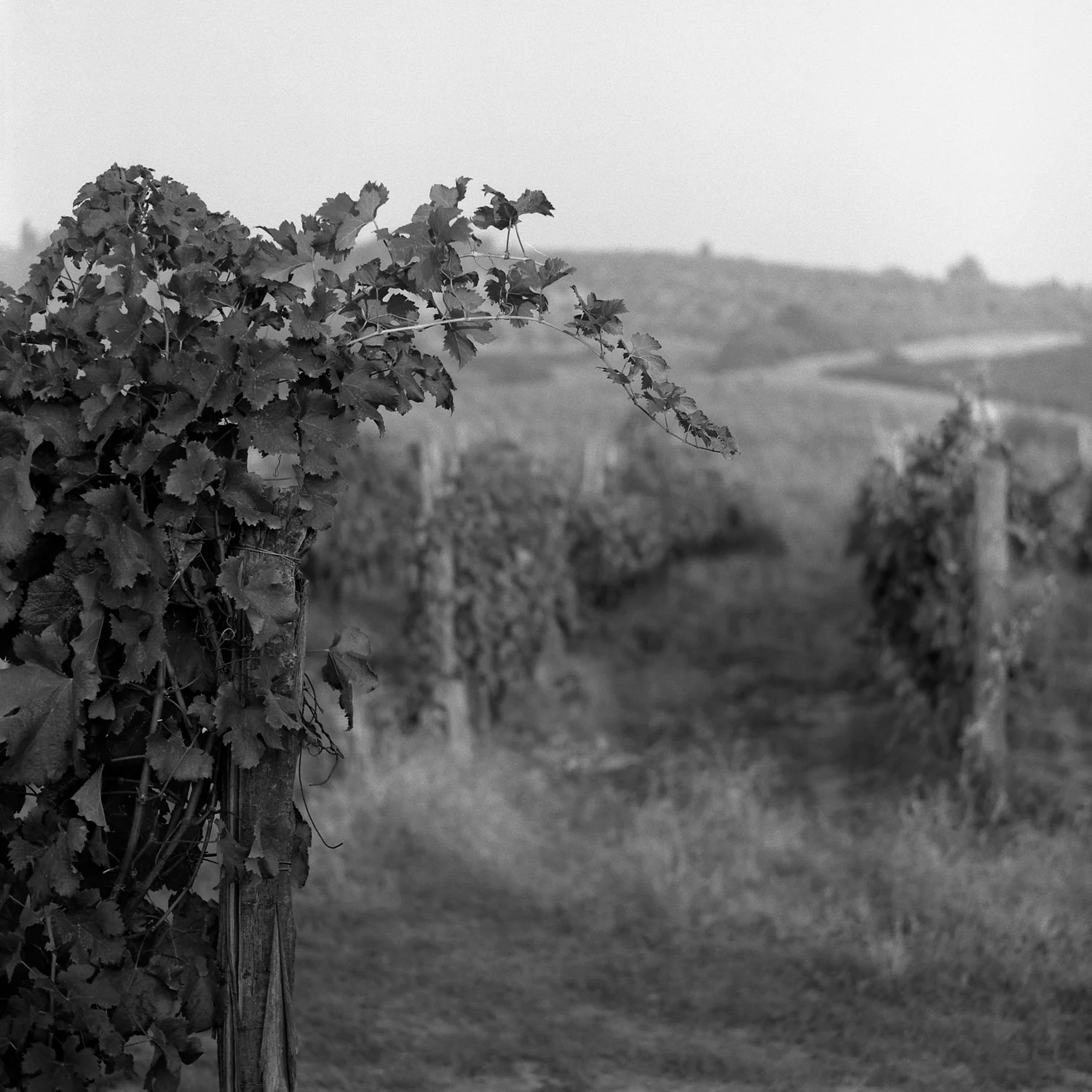 Toscana