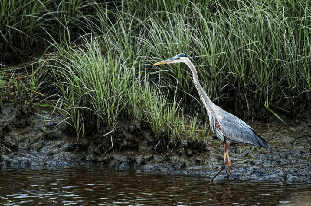 Heron2d.jpg