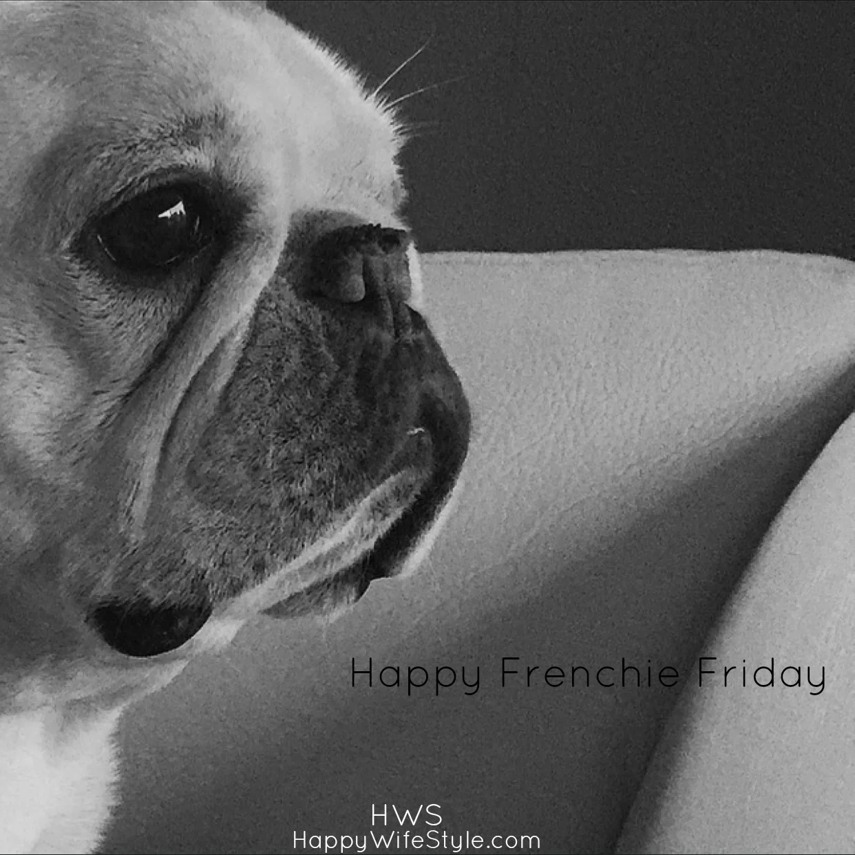 frenchie-friday-close-up