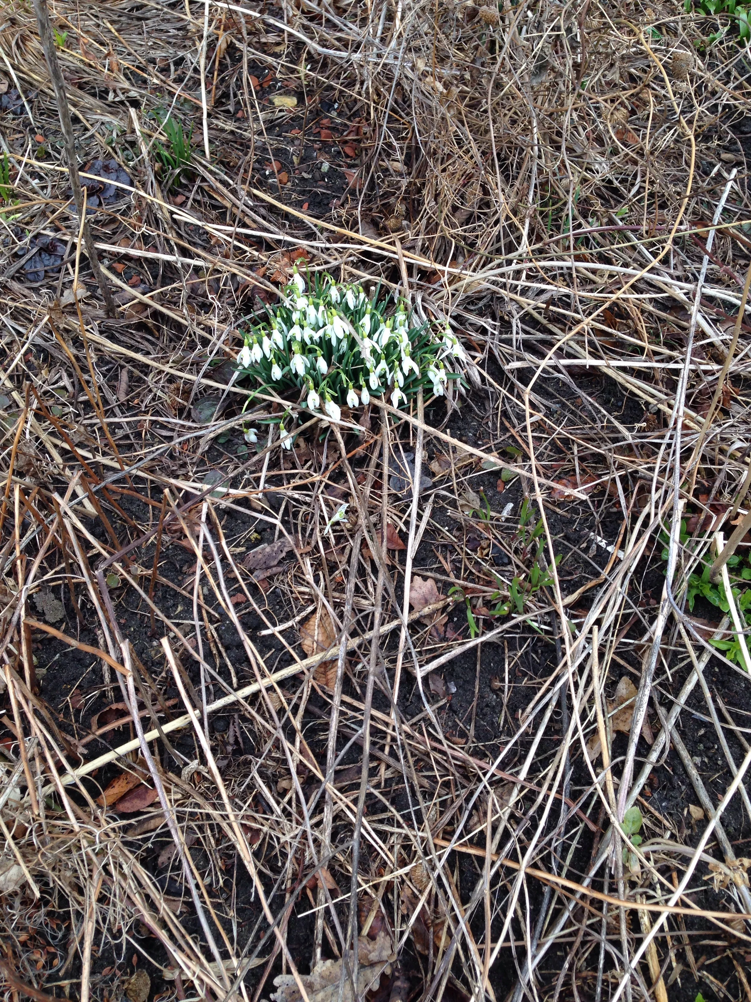 Snowdrops