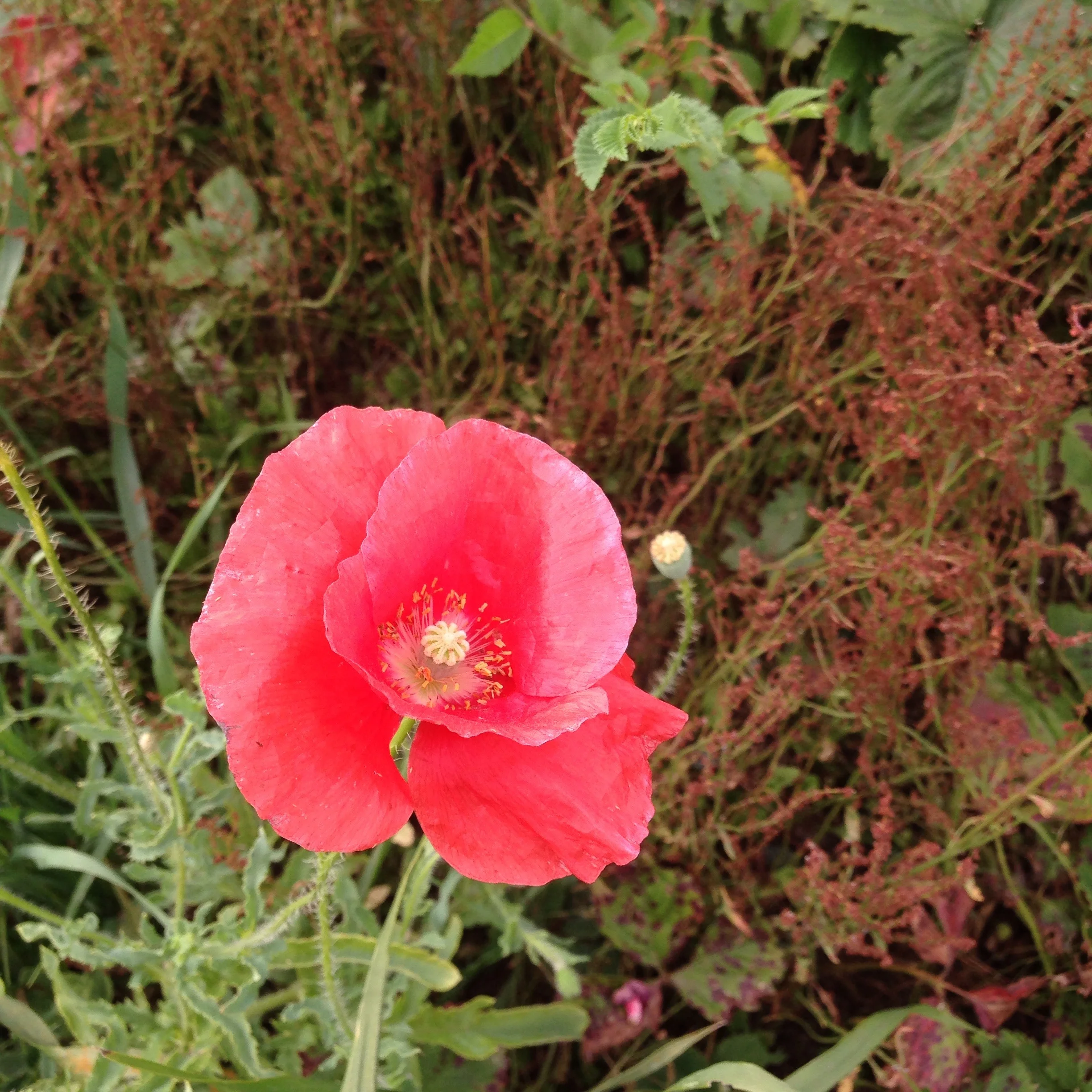 Poppy