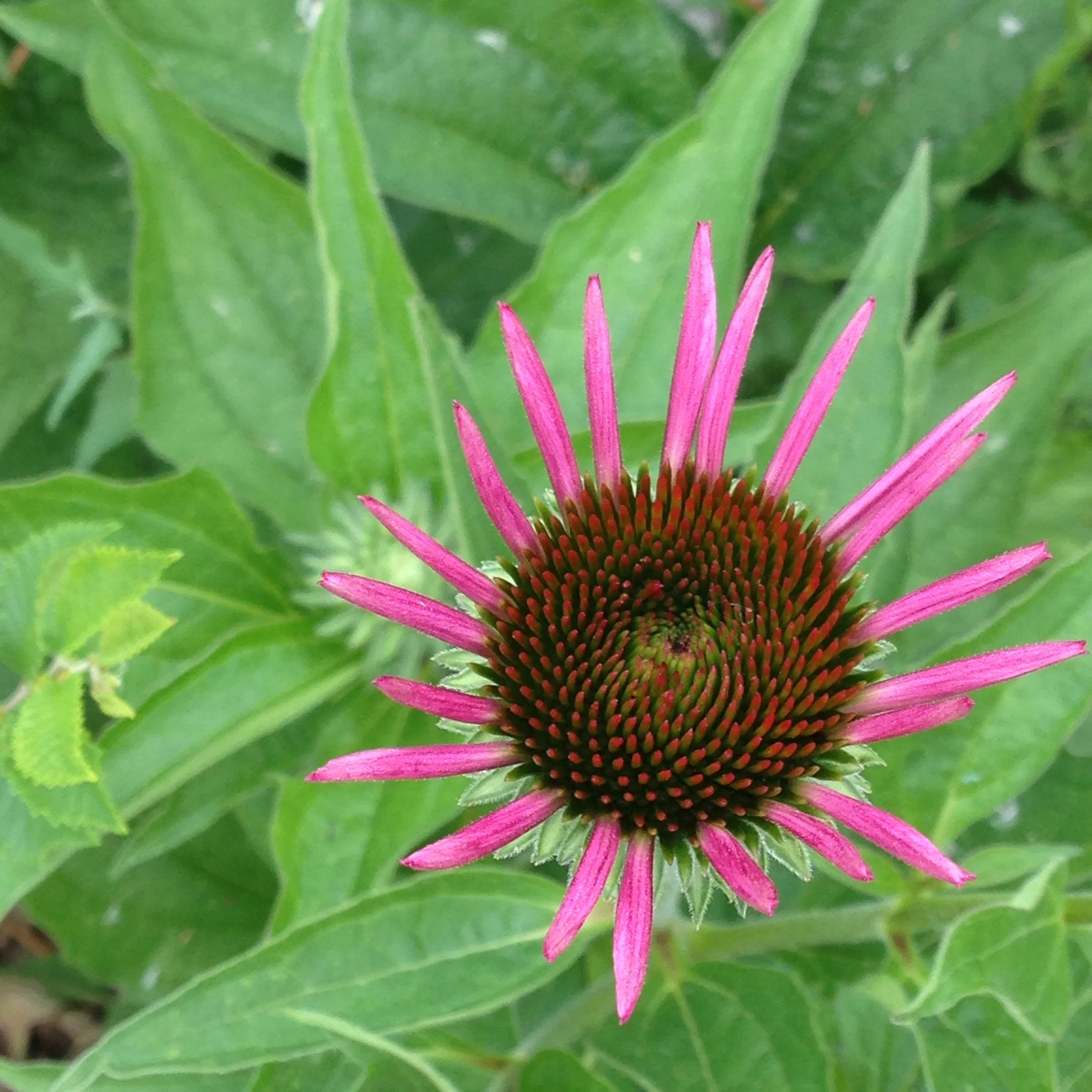 Purple Coneflower