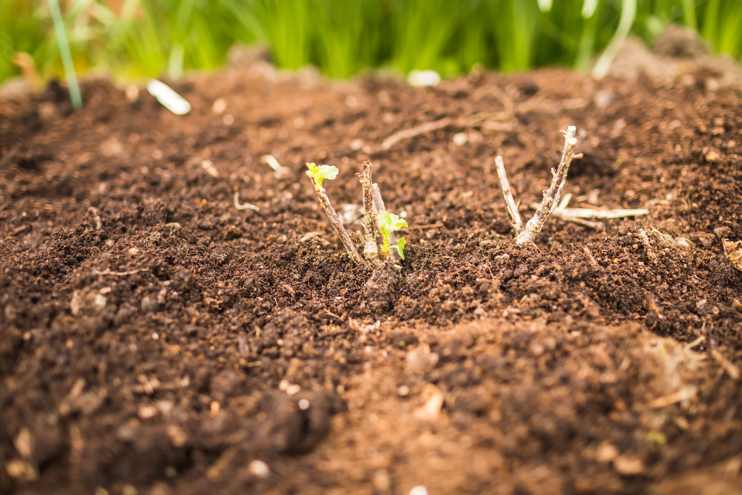 commercial_garden_photographer