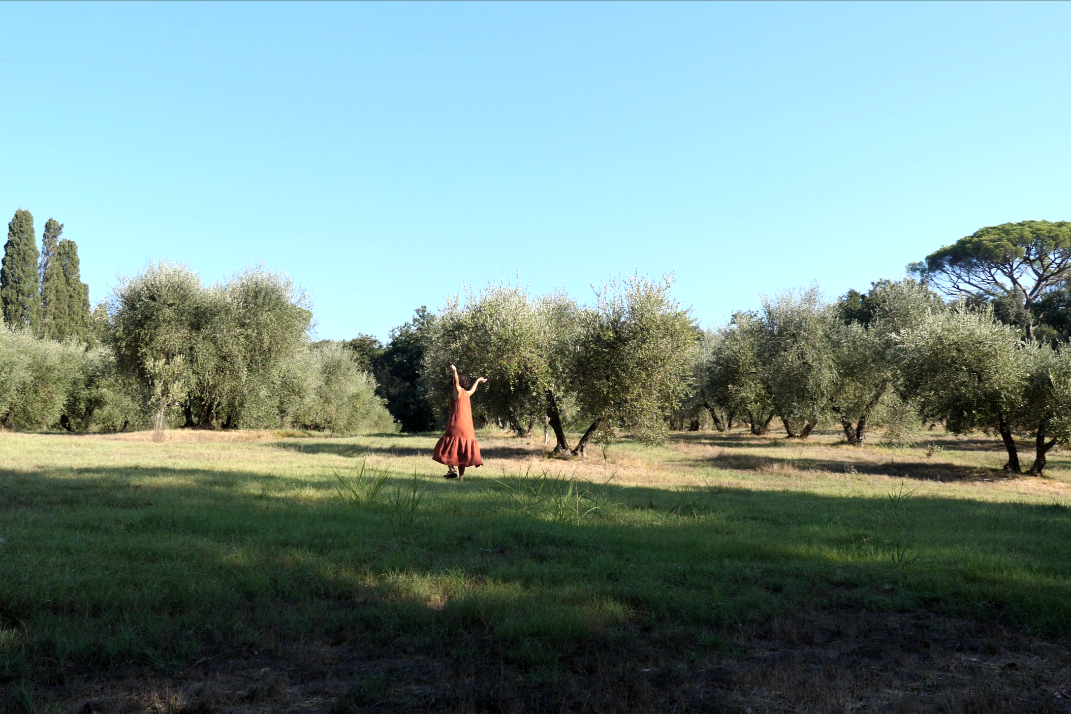olive grove.png