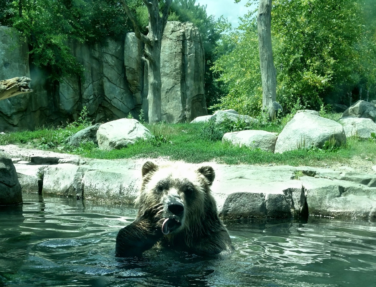 Grizzly at the Minnesota Zoo - Corey Dolan