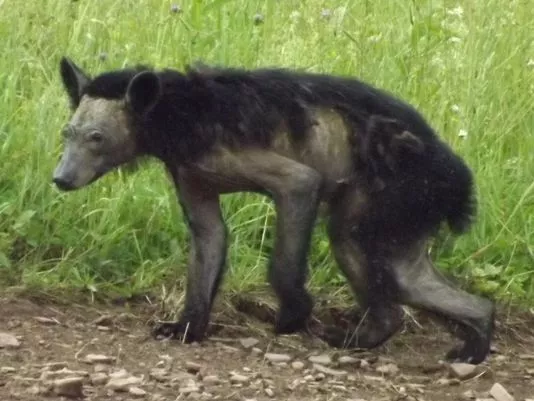 Photo from WNEP (wnep.com)