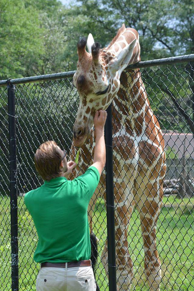Matthew Valiga, feeding a giraffe