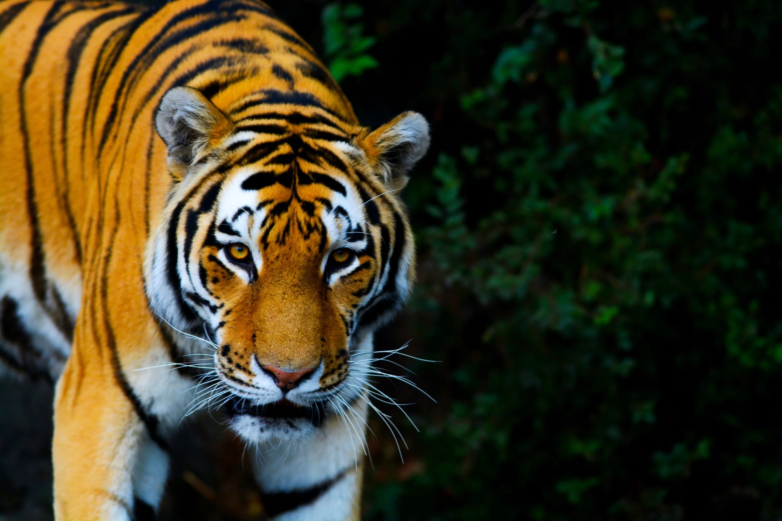 An Amur Tiger, Whirl