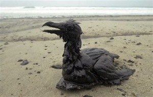 Seagull covered in oil after BP oil spill (http://dogtime.com/trending/3350-bp-oil-spill-help-animals)