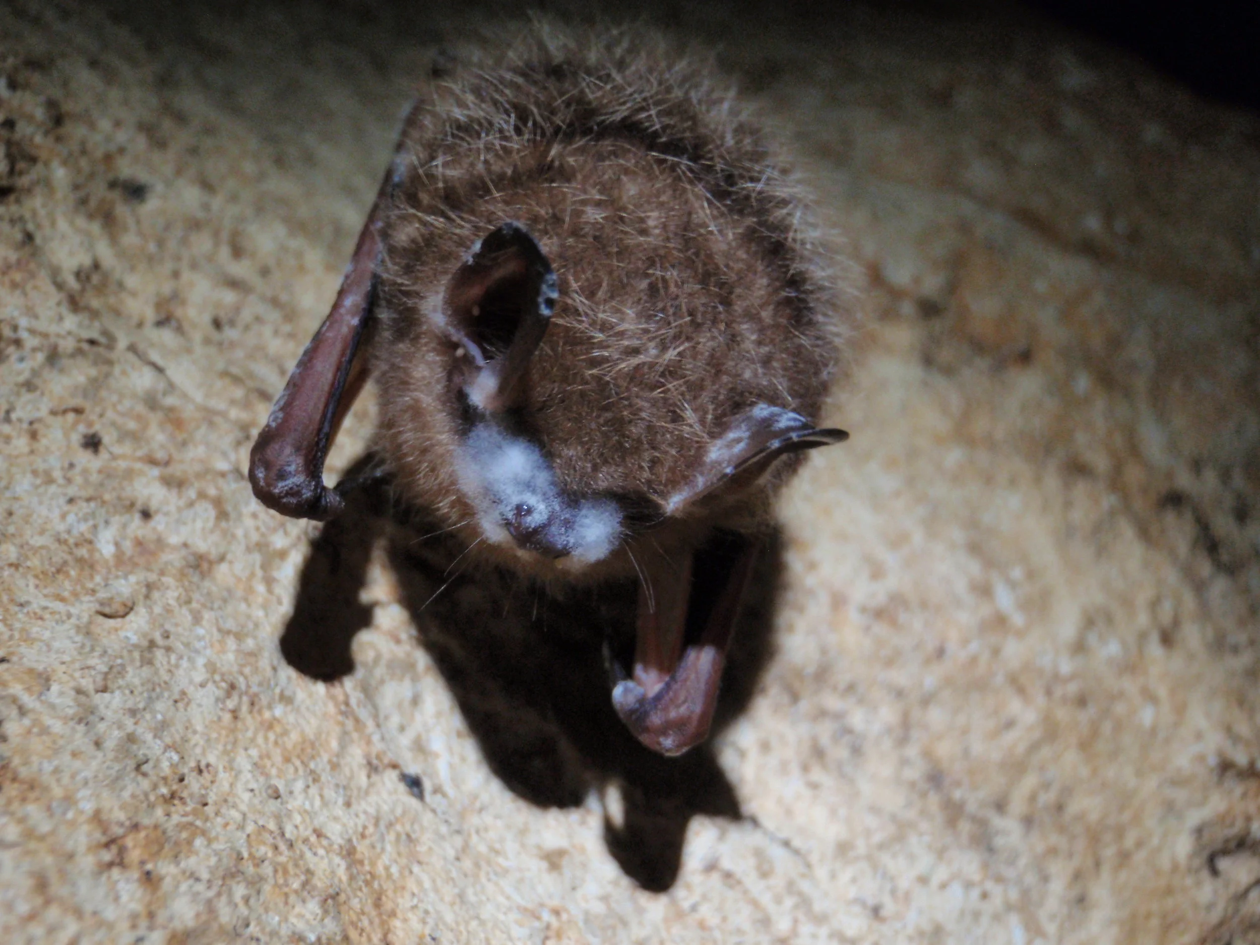 Bats with White Nose Syndrome | Photo Credit: NPS