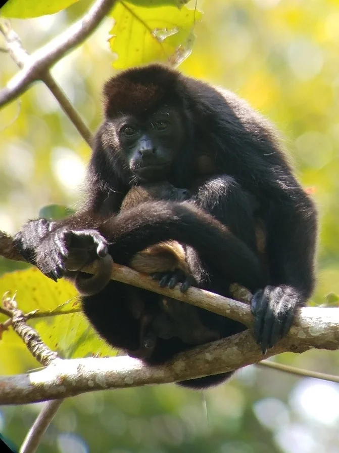 Howler Monkey