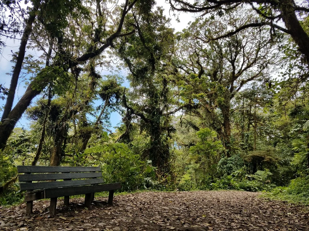 Cloud Forest Reserve, Monteverde