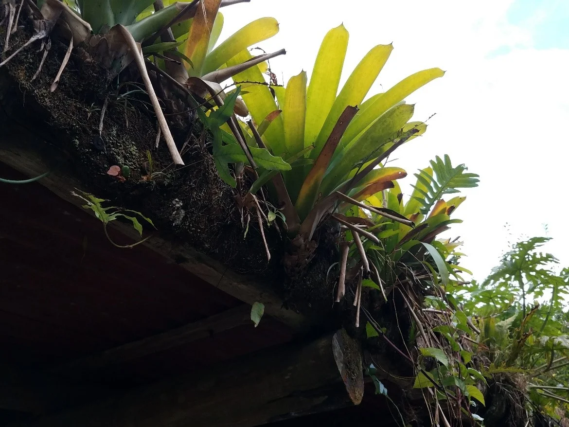 Green roof at Rancho Margot