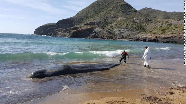 This sperm whale was found in Cabo de Palos, Spain with 64 pounds of plastic waste in it's stomach