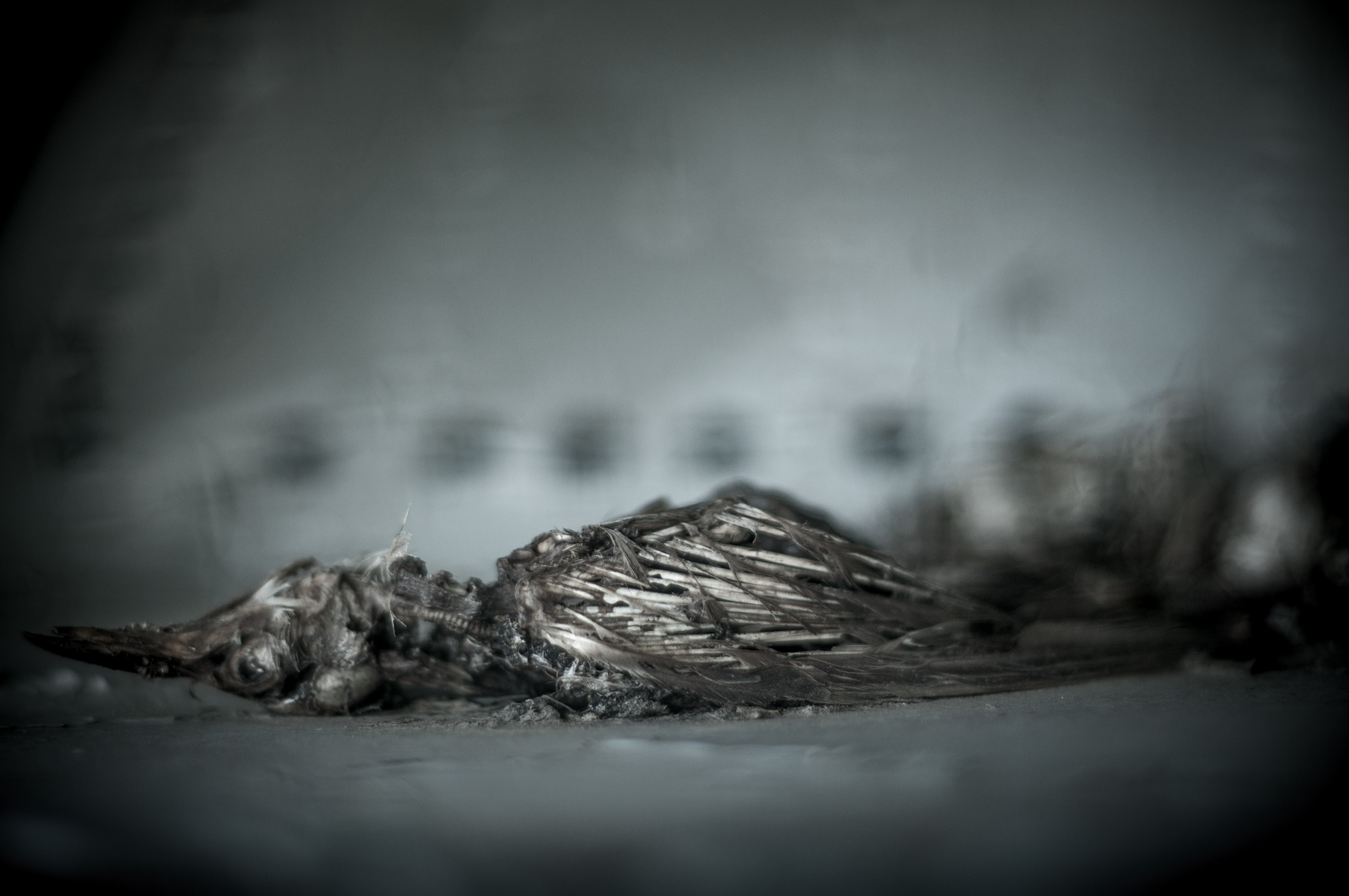 Decay-Fine-Art-Photography-Jay-Lansford-013.jpg