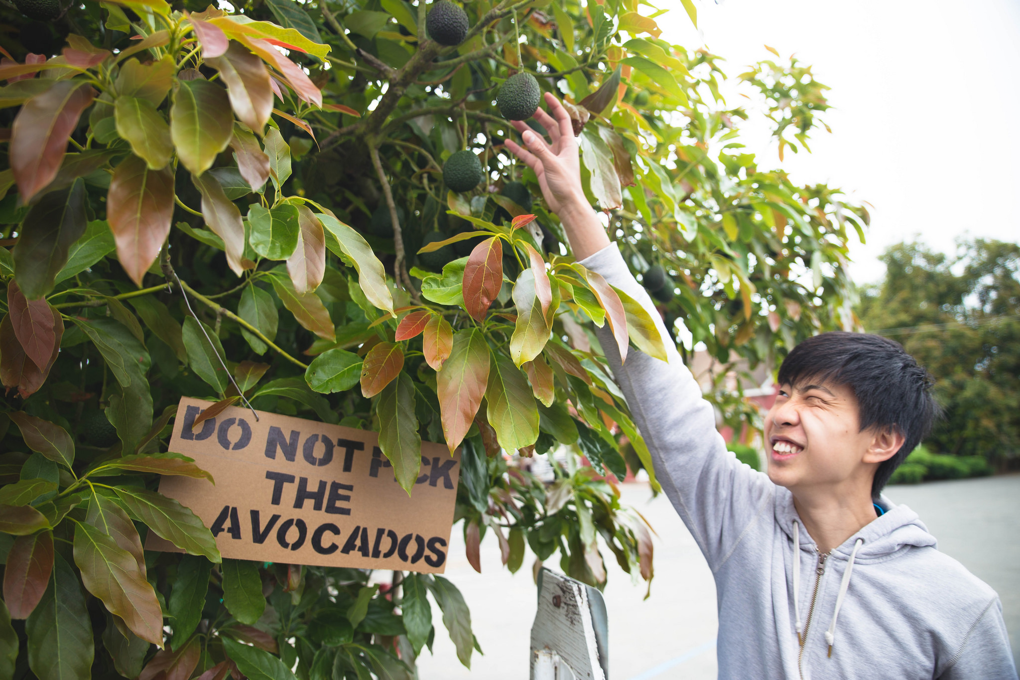 Joey may have gone a little astray with the avocados..