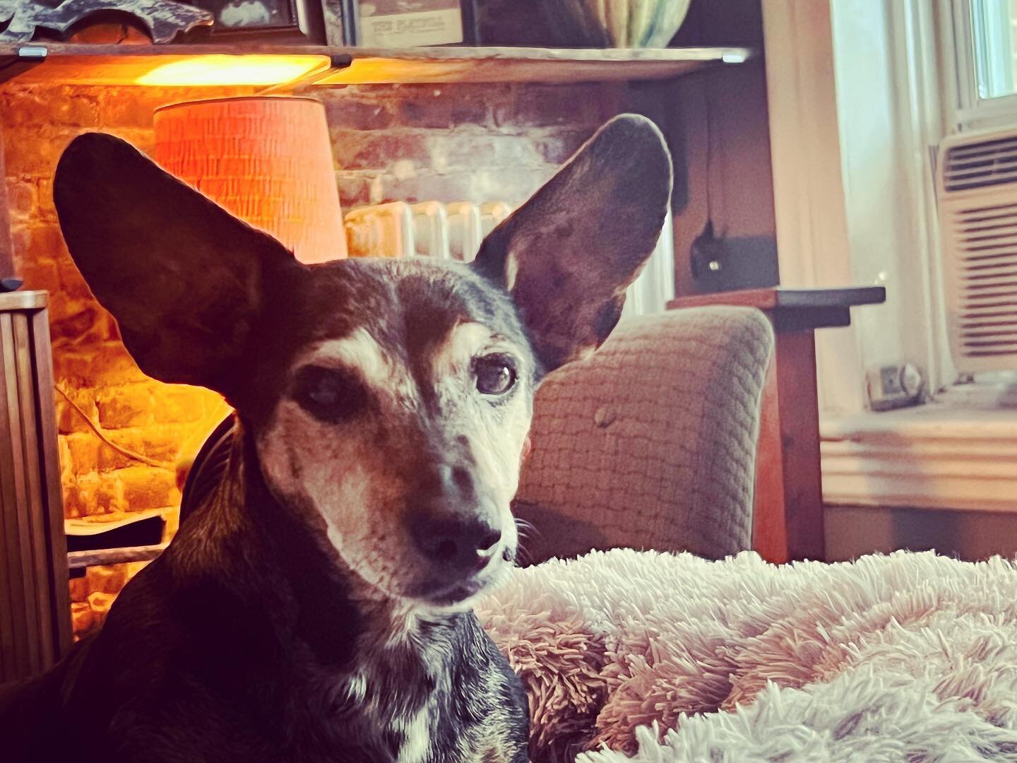 Weekend ready ears #tgif