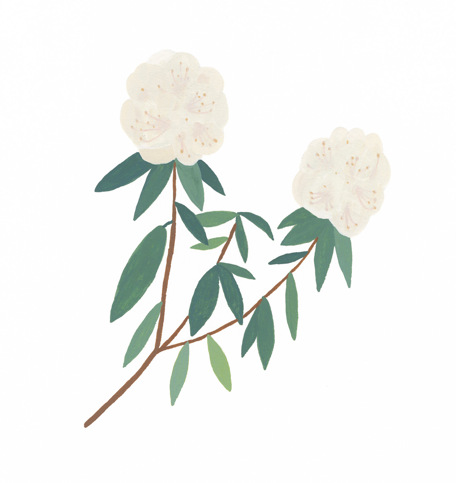 Rhododendron-Crop.jpg