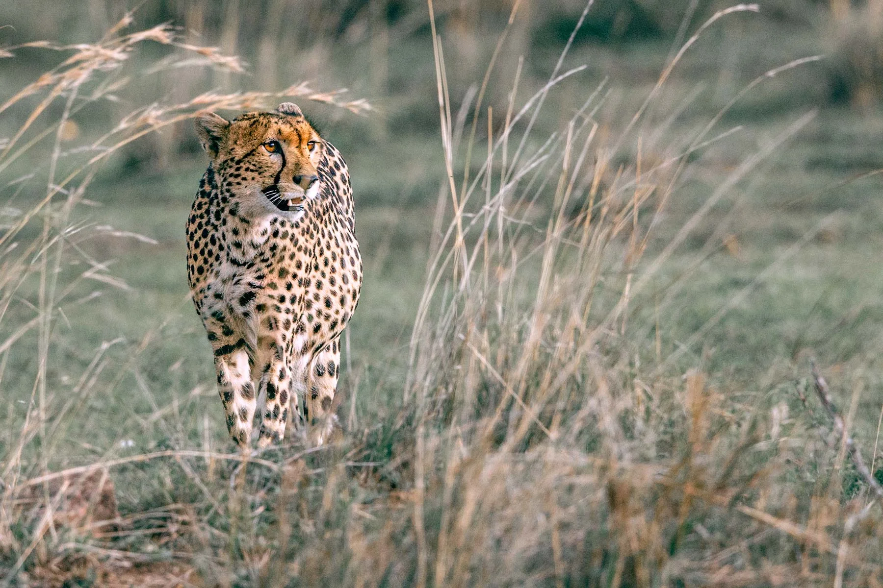 Cheetah-2.jpg