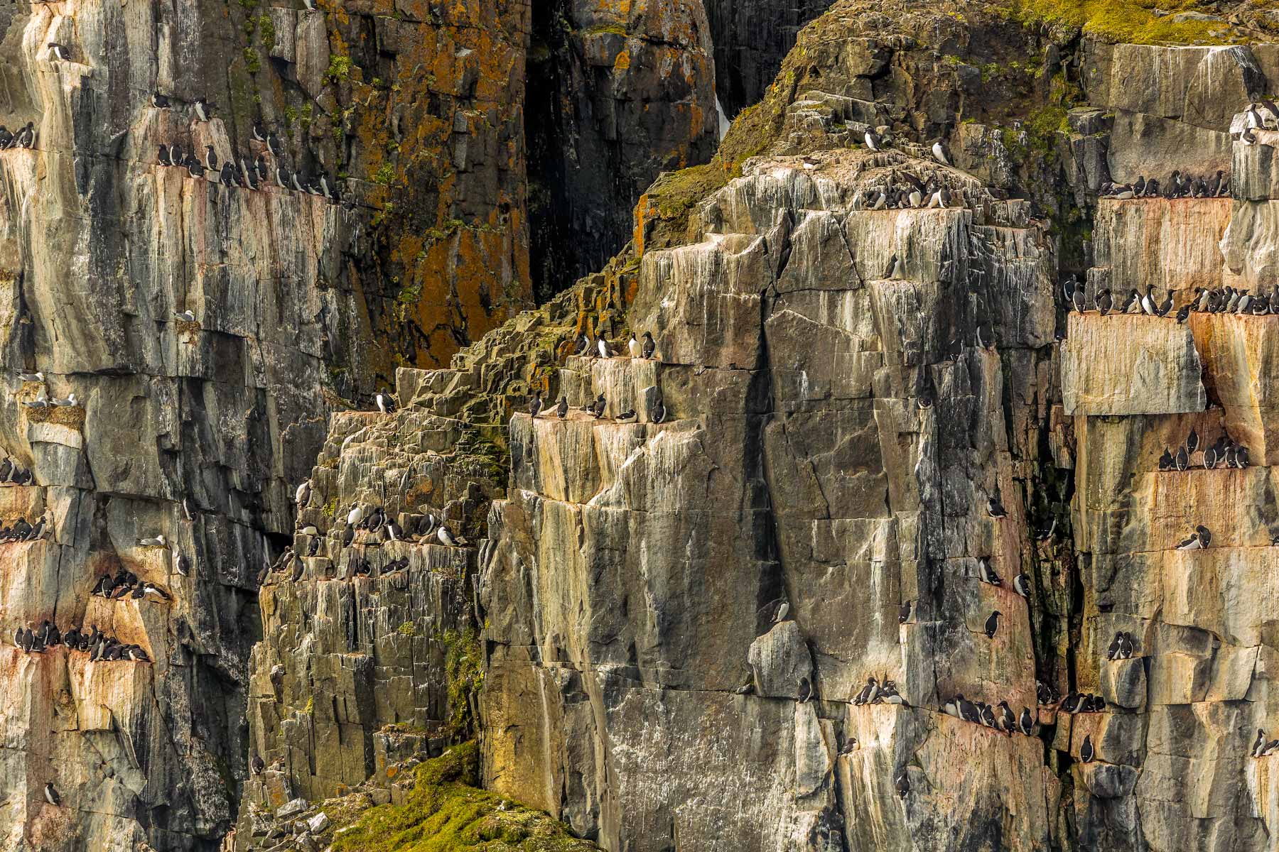 BIRD CLIFFS OF NORWAY