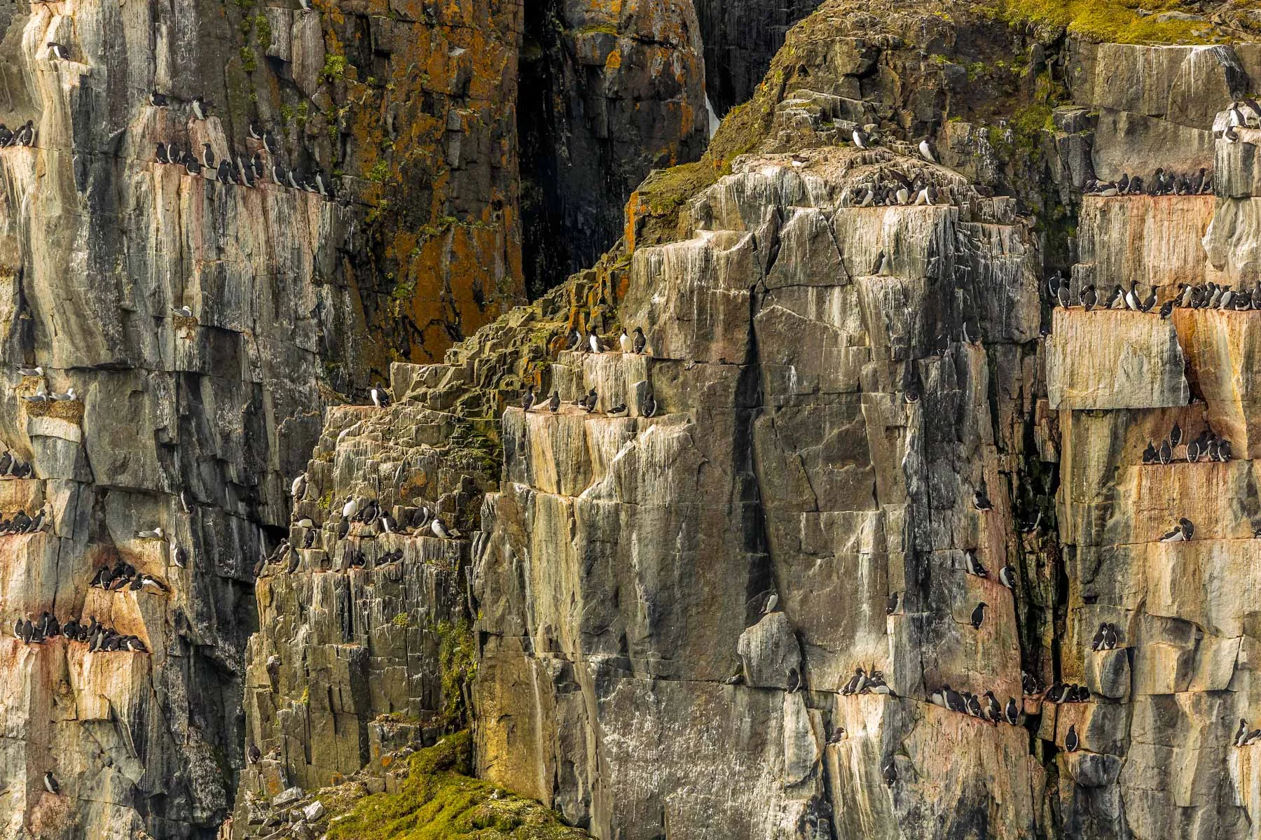 BIRD CLIFFS OF NORWAY