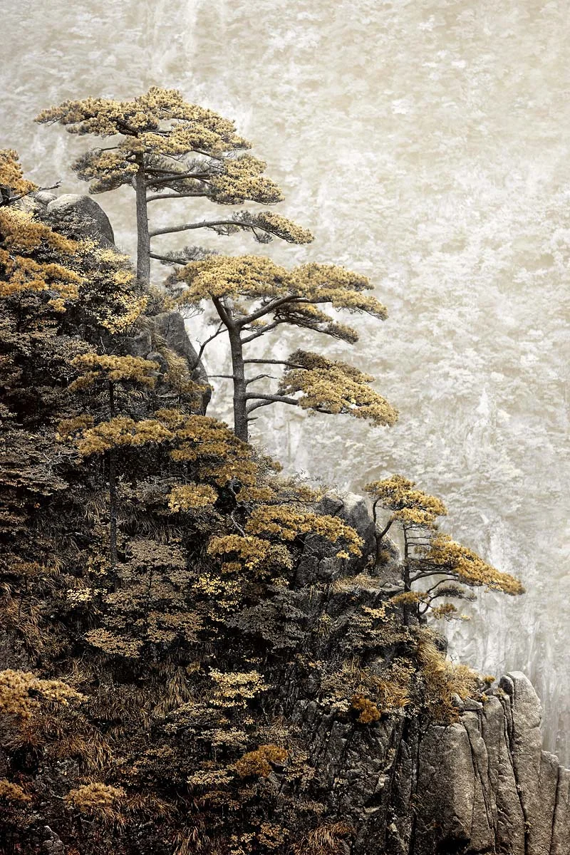 Immortal-Pine.jpg