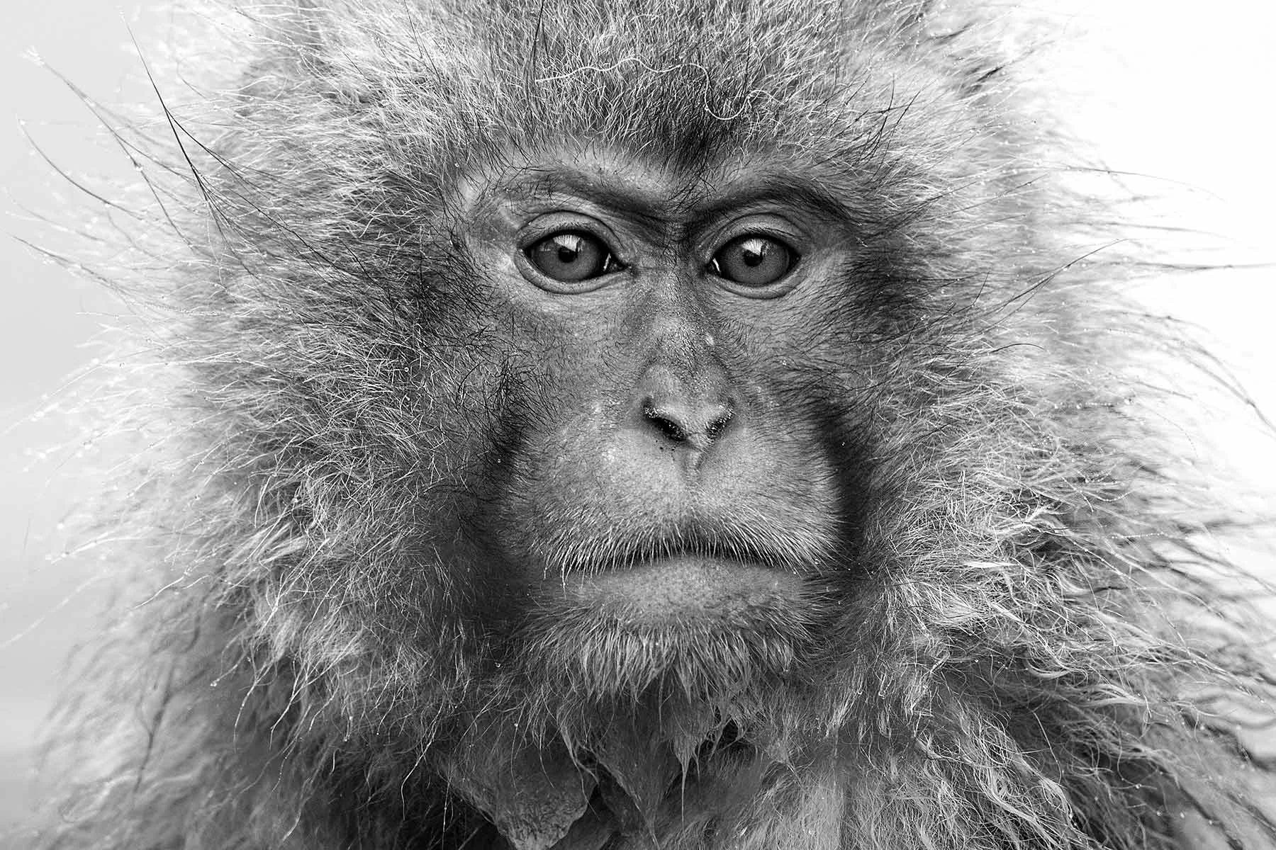 Snow-Monkey.jpg