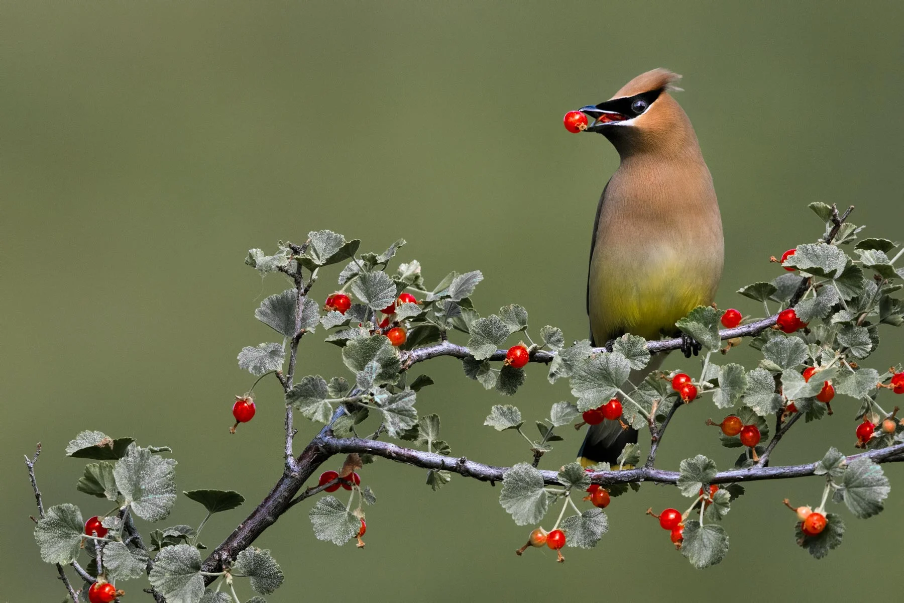 Cedar Waxwing