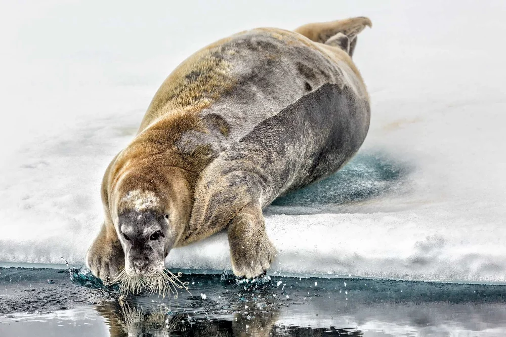 Bearded-Seal.jpg