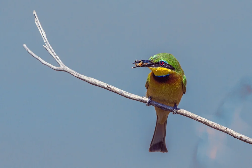 Bee-Eater.jpg