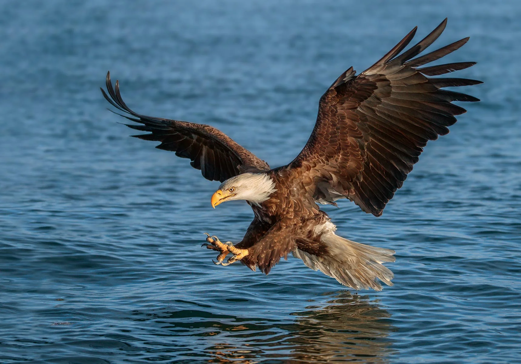 Eagle