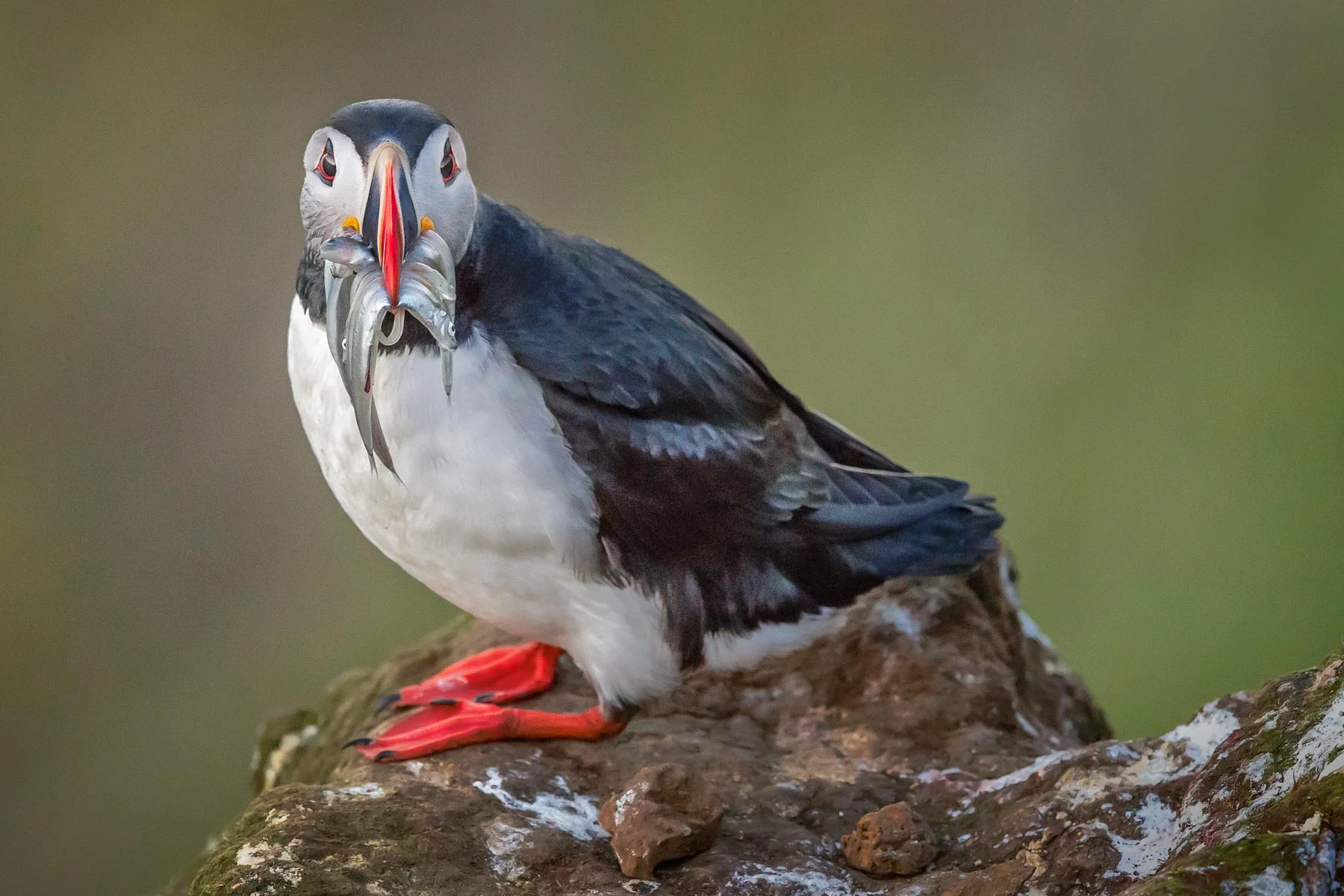 Puffin with Fish
