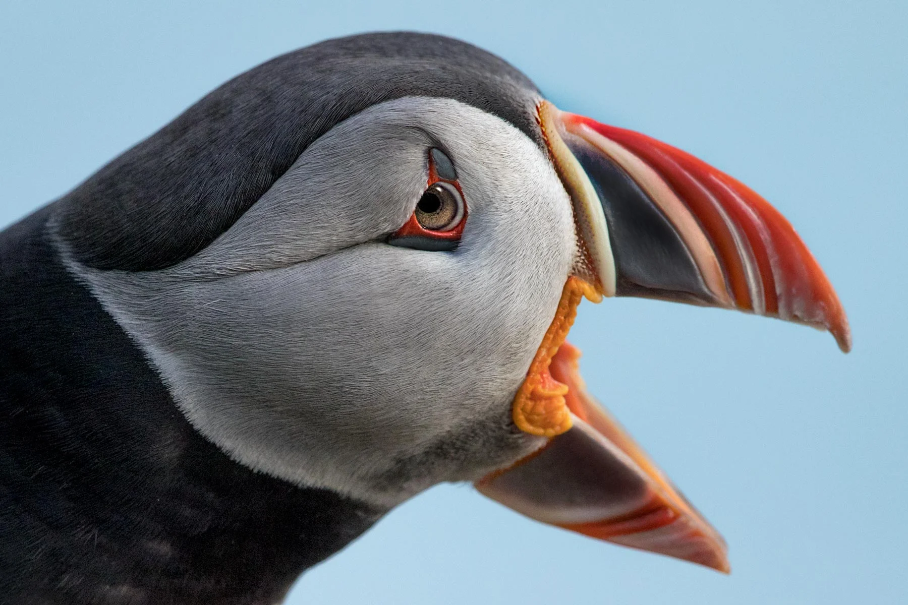 PUFFIN