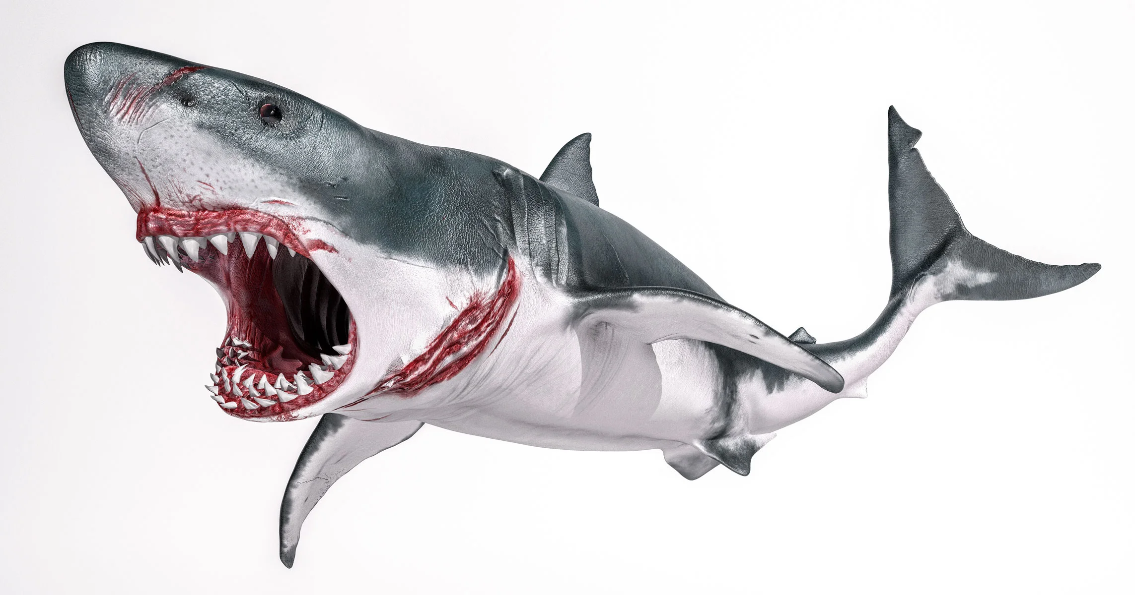 Great White Female