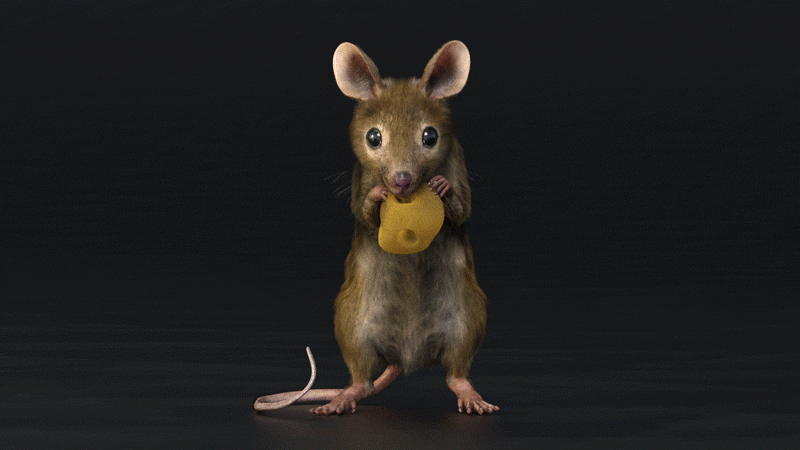 mouse-800x450.gif