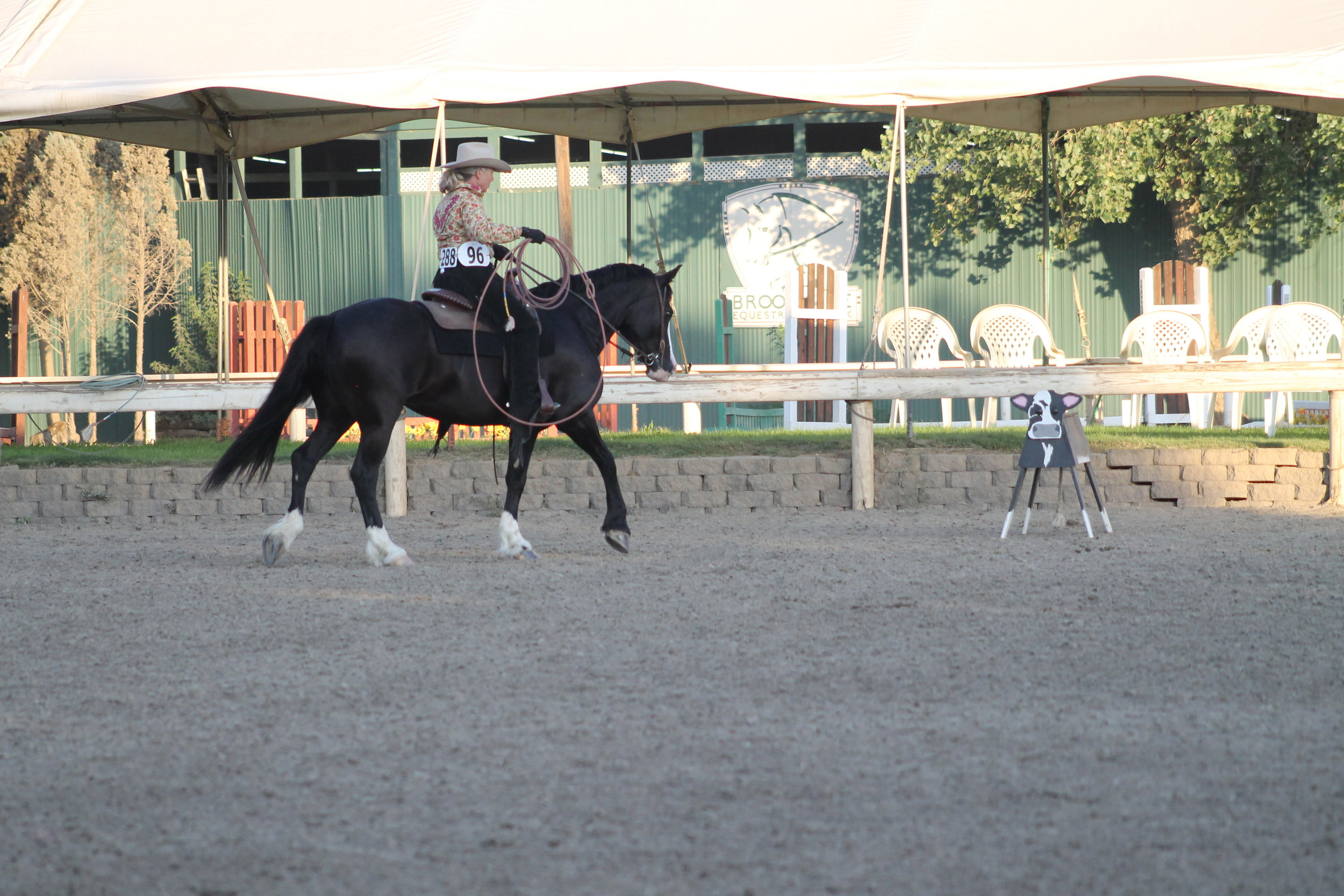 bethan roping cow.jpg