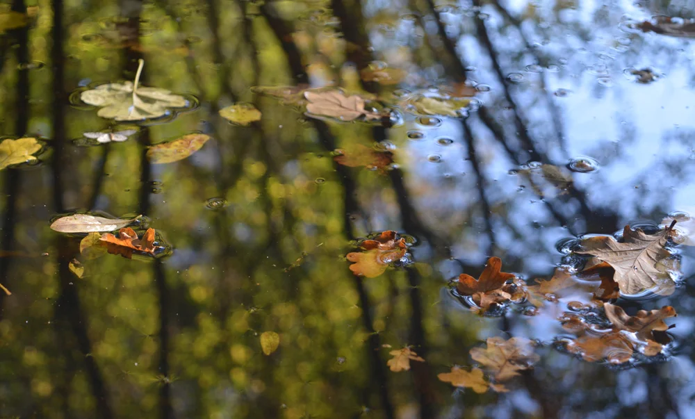 leaf and sky .jpg