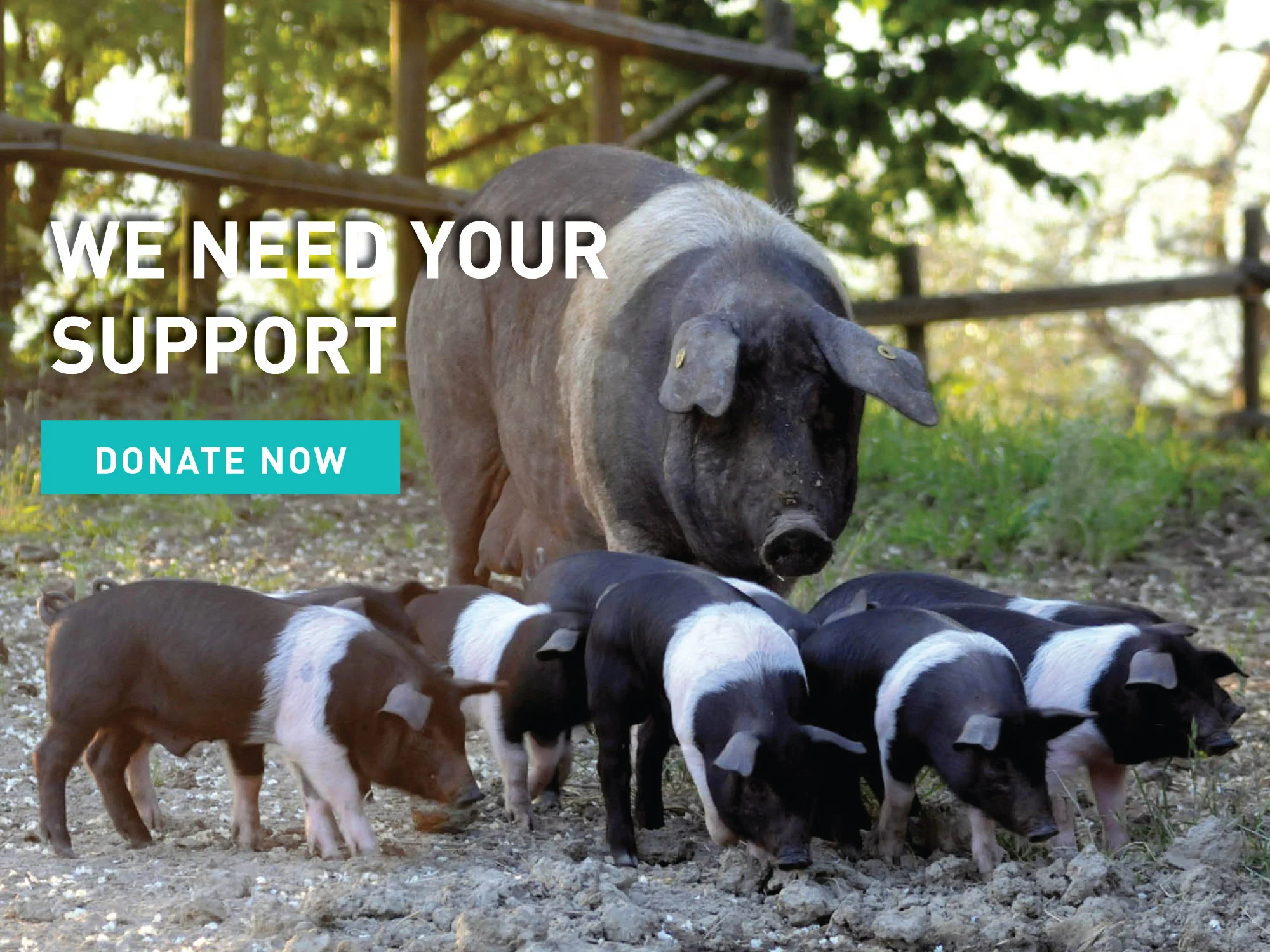 2015 NATIONAL RELEASE